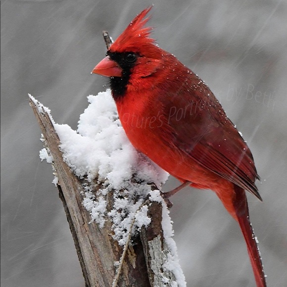 Meet your Posher, Denise - Picture 1 of 1